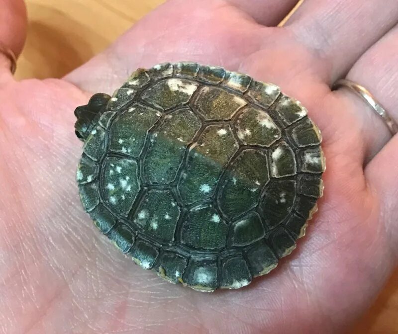 Черные пятна на панцире у красноухой черепахи. Налёт на панцире красноухой черепахи. Белые пятна на панцире красноухих черепах. Пятна на панцире красноухой черепахи. Белые пятна на панцире у красноухой черепашки.