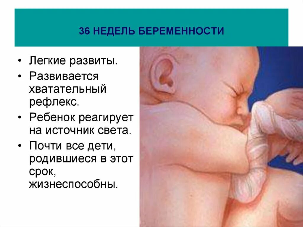 Малыш на 36 неделе беременности. Развитие ребенка в 36 недель. Шевеления на 36 неделе