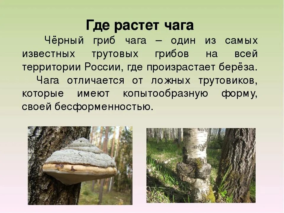 Чага как называется. Чага (березовый гриб). Гриб трутовик чага. Гриб чага на Березе. Грибы паразиты чага.