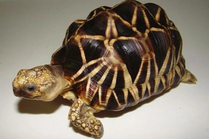 Сколько живут черепахи в домашних условиях сухопутные. Среднеазиатская красноухая черепаха. Среднеазиатская черепаха панцирь. Geochelone Platynota. Среднеазиатская черепаха ареал обитания.