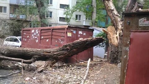 Упала дерева во дворе