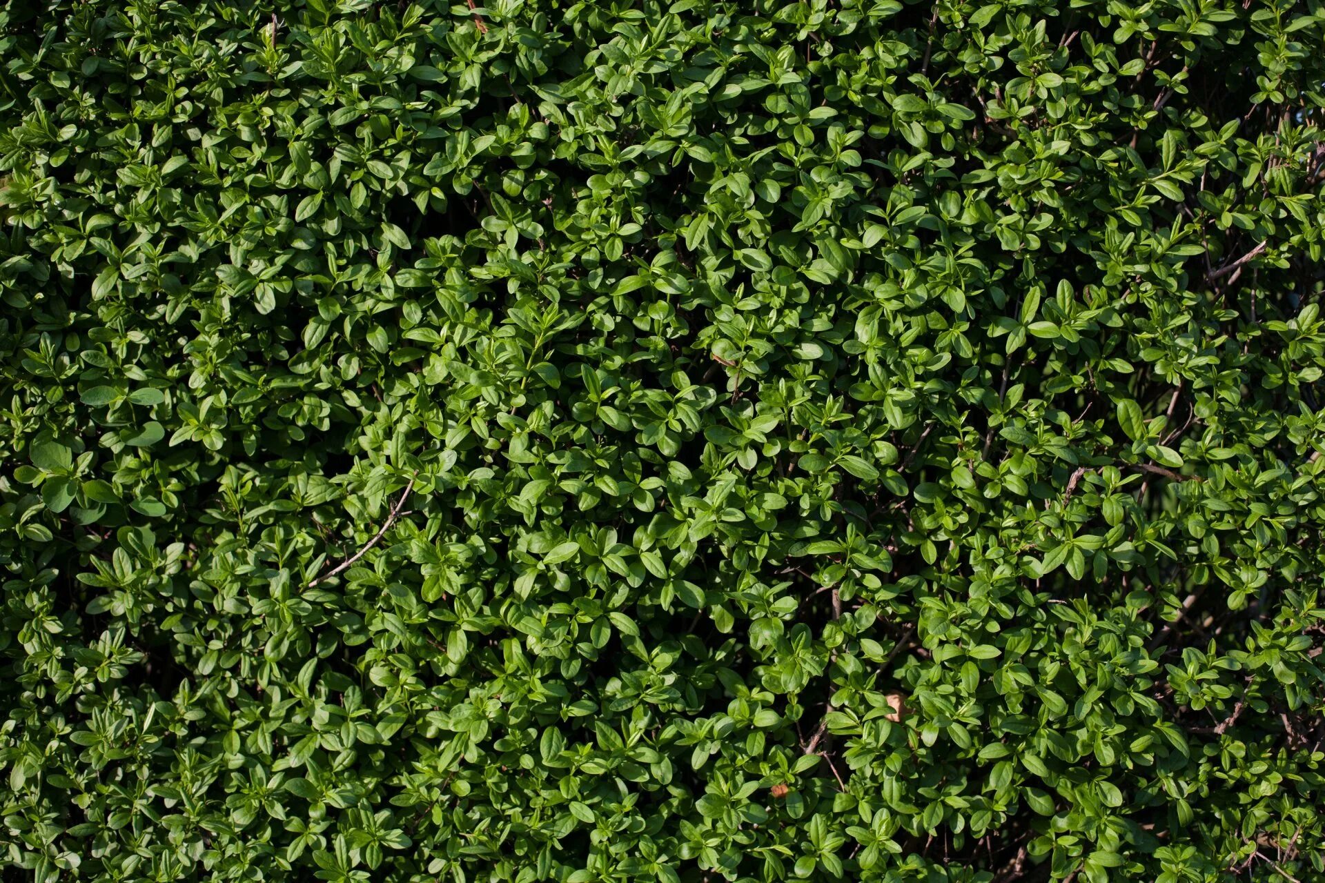 Растительность текстура. Цветы кусты. Кизильник самшитовый. Зелень листья. Вечнозеленый чагарник.