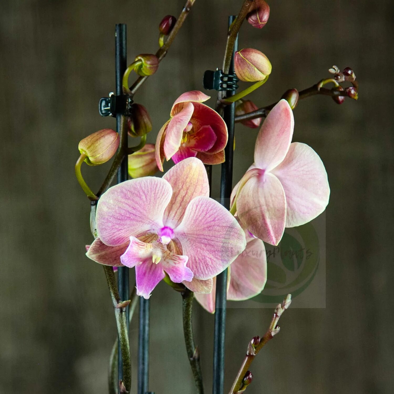 орхидея радуга. орхидея lianher rainbow. орхидея фаленопсис легато. орхидея радуга. фаленопсис chialin rainbon.