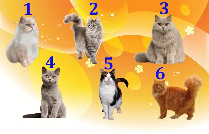 Помоги выбрать кота. Как выбрать кота. Кошка выбирает. Выбери кошку. Тест выбери кота.