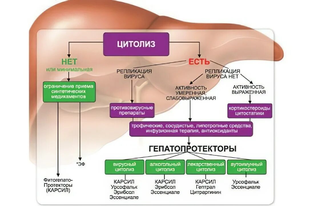 Гепатопротекторы препараты классификация. Гепатопротекторы механизм действия. Механизм действия гепатопротекторов. Препараты для печени гепатопротекторы. Препараты для печени с доказанной эффективностью