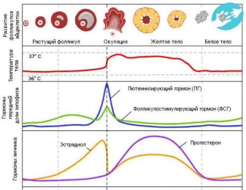 Зачатие ребенка овуляции. Овуляция. менструальный цикл. зачать ребенка по овуляции. зачатие ребёнка девочки по овуляции.