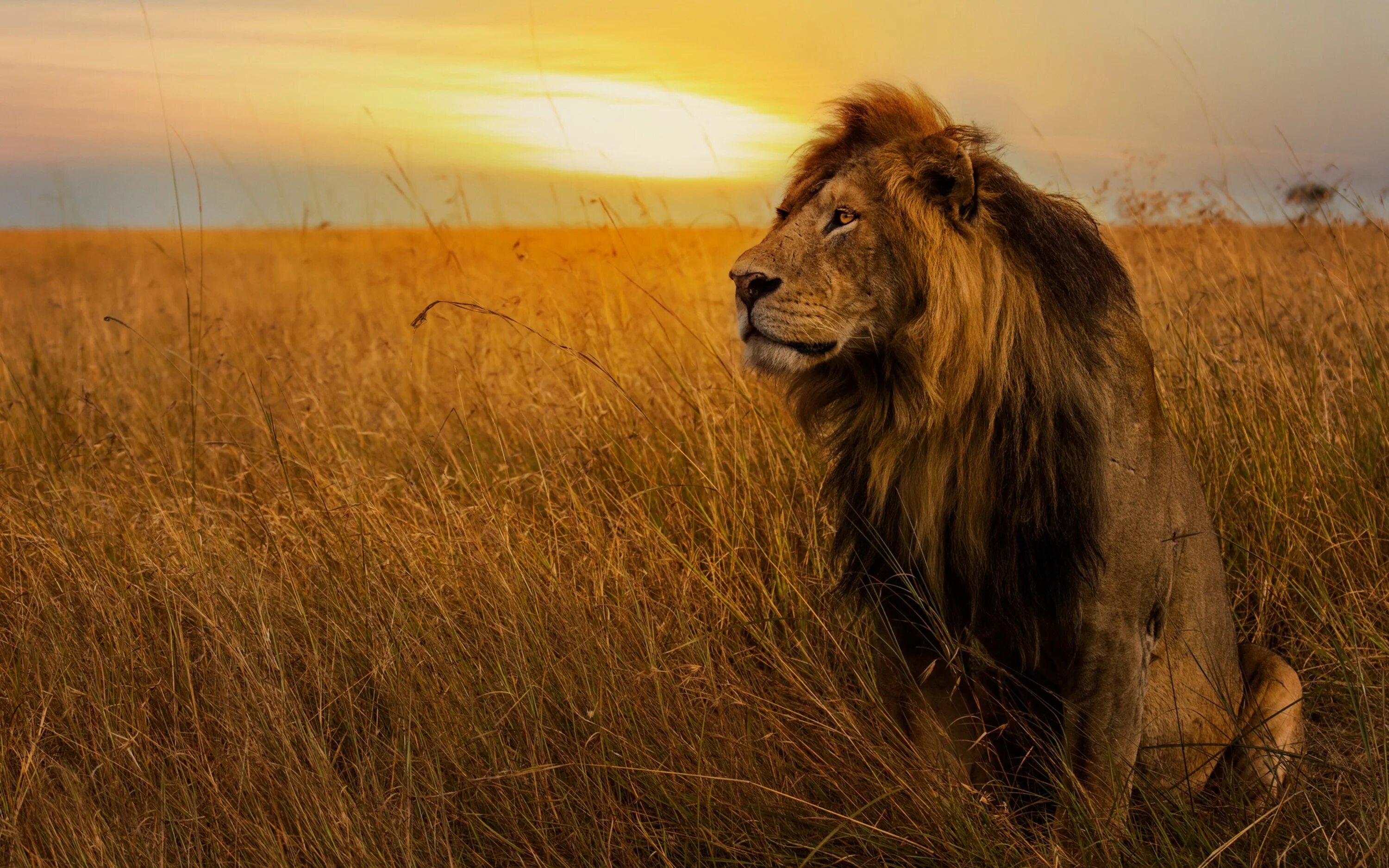 Африканский саванный Лев. Львы в саванне. Африка Саванна Лев. Лев фото. Africa lion