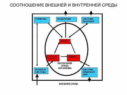 Взаимосвязь внешней и внутренней организации