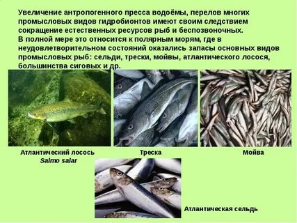Моря имеющие промысловое значение