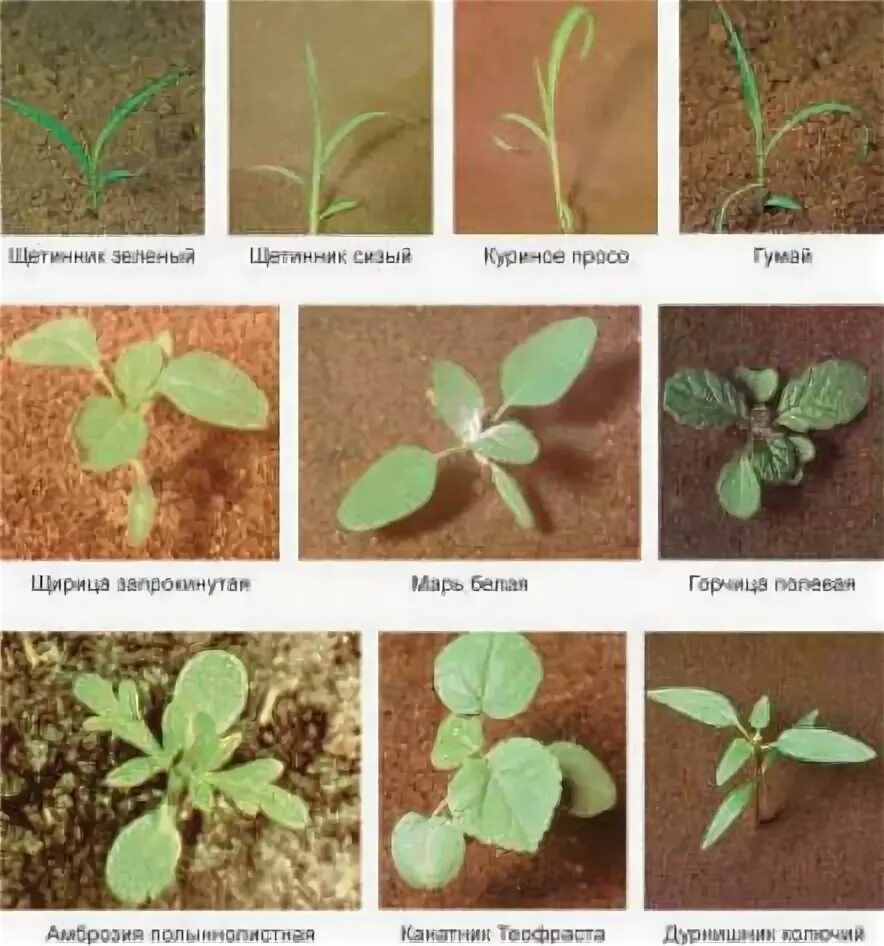 Двудольные растения сорняки. Многолетние двудольные сорняки. Однолетние двудольные растения. Однолетние двудольные сорняки