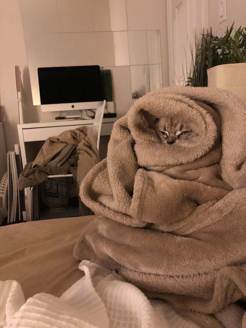 Кот в одеяле. Кот в одеяле