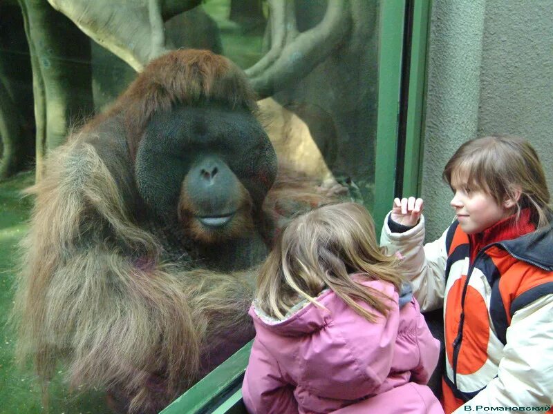 Московский зоопарк обезьяны в московском зоопарке. Московский центральный зоопарк. Ленинградский зоопарк лев. Зоопарк видео есть. Зоосад московского зоопарка.