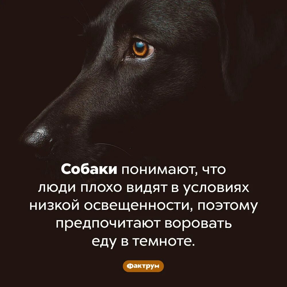 С точки зрения собаки. Собака понимает. Собака понимает человека. Понимание человек и собака. Плохая собака.