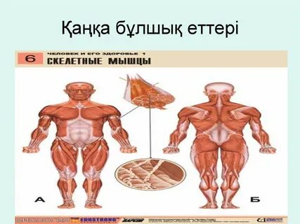 Бұлшық етті араб денелі порно