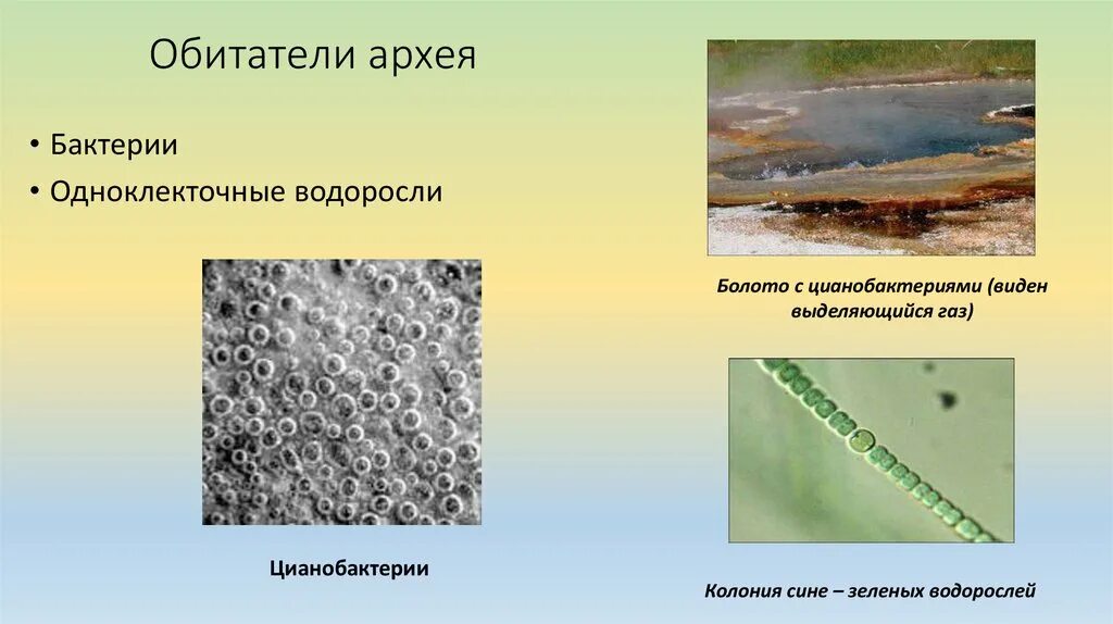 Живые организмы архея. Цианобактерии Архей. Архей организмы. Обитатели Архея. Архей бактерии и цианобактерии.