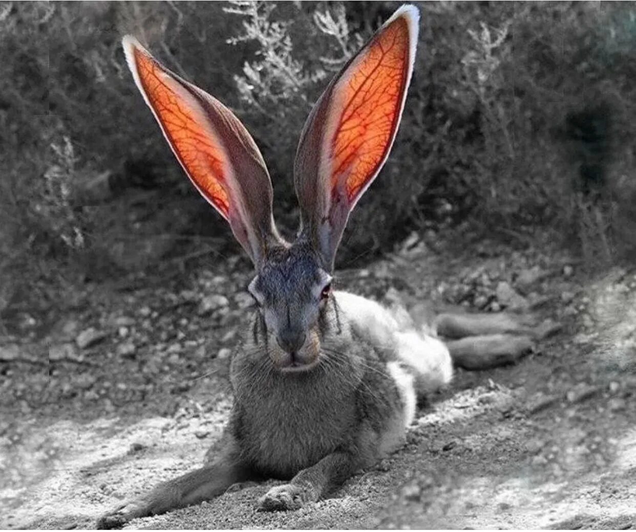 Чернохвостый заяц Северной Америки. Кролик с большими ушами. Уши зайца. Мексиканский заяц.