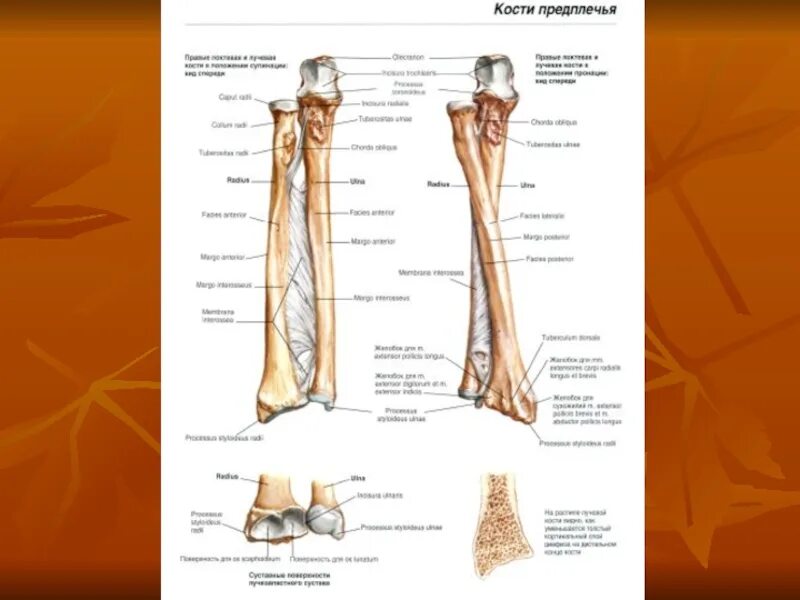 Кости предплечья соединение. Кости предплечья лучевая кость. Кости предплечья анатомия строение. Лучевая и локтевая кость анатомия. Кости верхних конечностей анатомия предплечье.