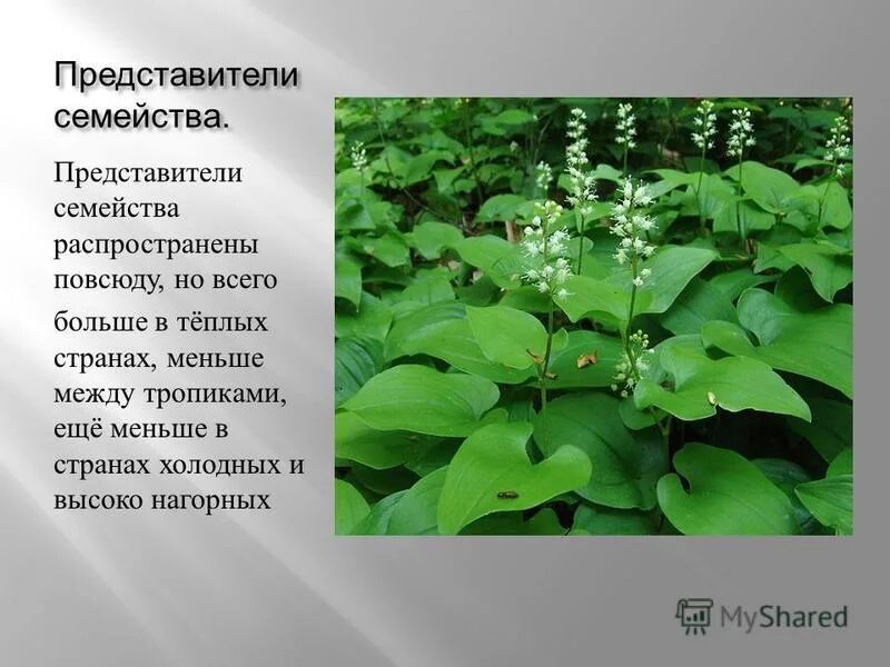 Распространите везде. Распространите везде