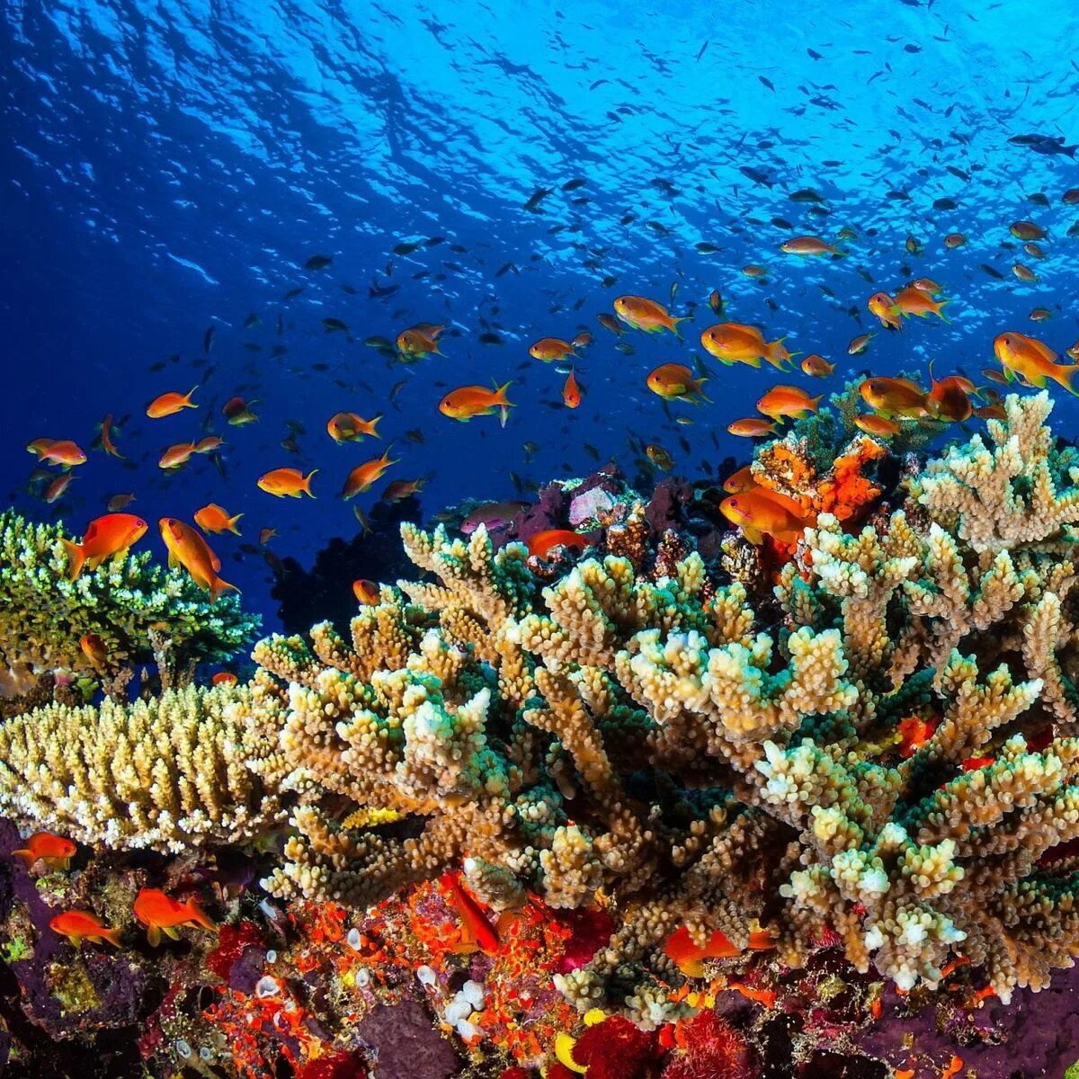 Рифы тихого океана. Большой Барьерный риф Австралия. Коралловый риф в Австралии. Кораллы большого барьерного рифа Австралия.