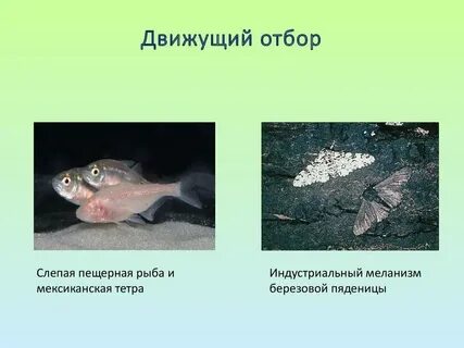 Движущий естественный отбор примеры у растений