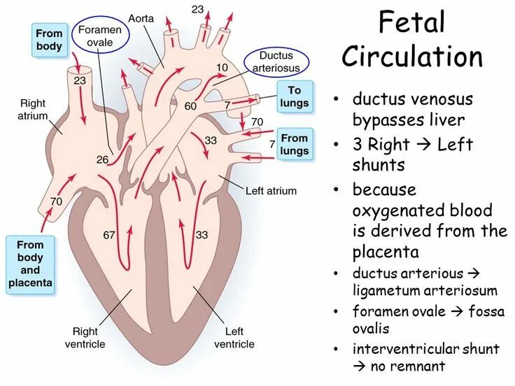 Plexus arteriosus