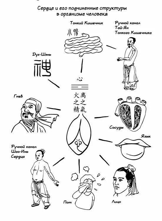 Китайская медицина органы. Китайская схема даосская. Ци в китайской медицине. Традиционная китайская медицина цигун. Традиционная китайская медицина сердце.