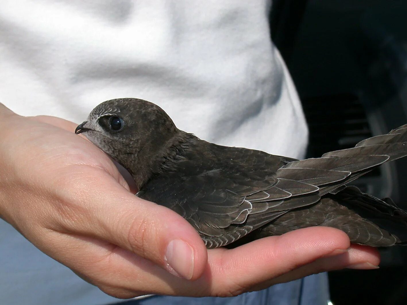 Птенец стрижа. Сколько пальцев у черного стрижа. Птенец стрижа. Птенец белобрюхого стрижа. Птенец стрижа.