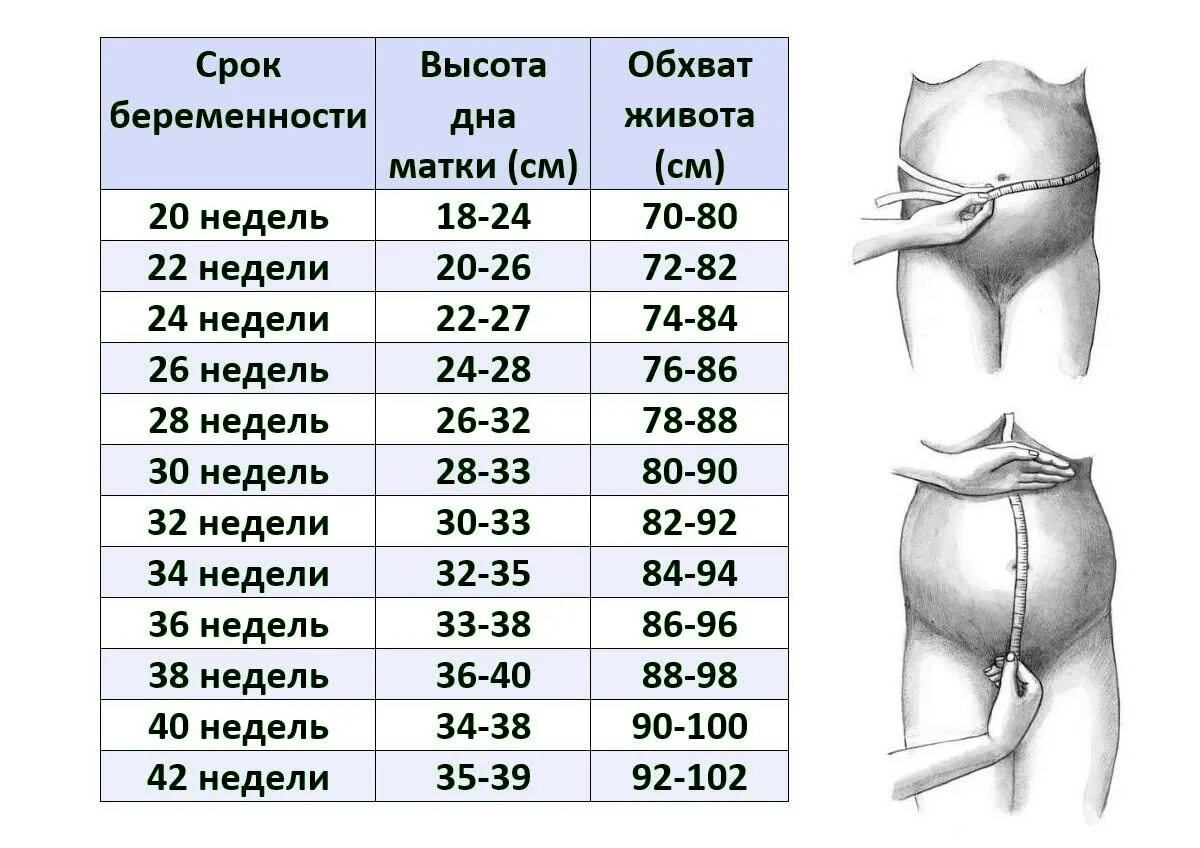 33 Недели высота дна матки норма. Высота стояния дна матки по неделям беременности. Измерение окружности живота и высоты стояния дна матки. Высота стояния дна матки 35 недель. Норма окружности живота по неделям