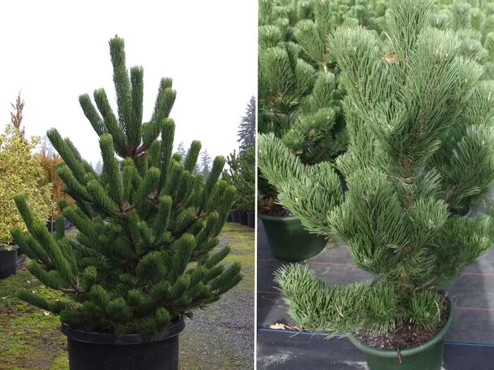 Сосна черная Oregon Green. Pinus nigra Oregon Green. Сосна сосна Орегон Грин. Сосна черная (сорт 'Oregon Green').