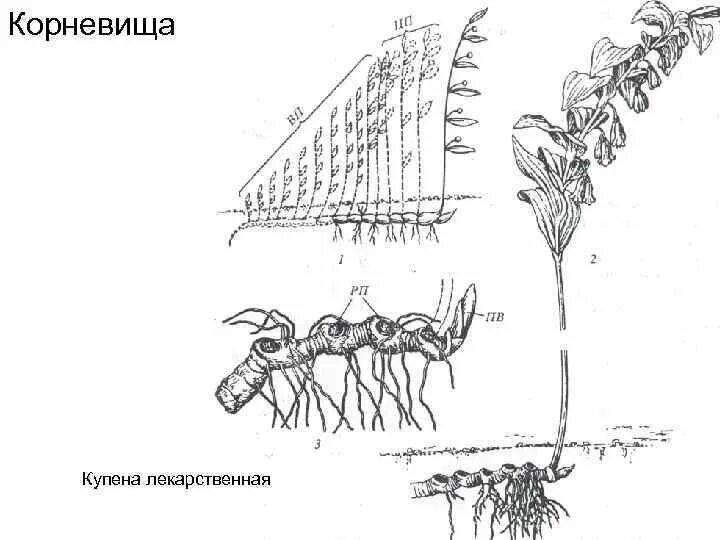 Купена аптечная корень. Корневище купены. Корневище растения купена. Купена корень. Корневище купены лекарственной.
