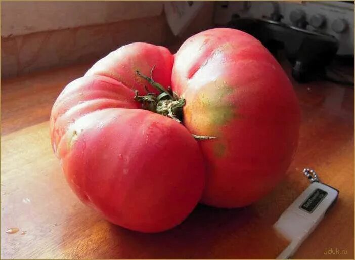 Томат могучее вымя. Томат лось семена алтая. Томат могучее вымя семена алтая. Томат могучее вымя. Томат кулема семена алтая.