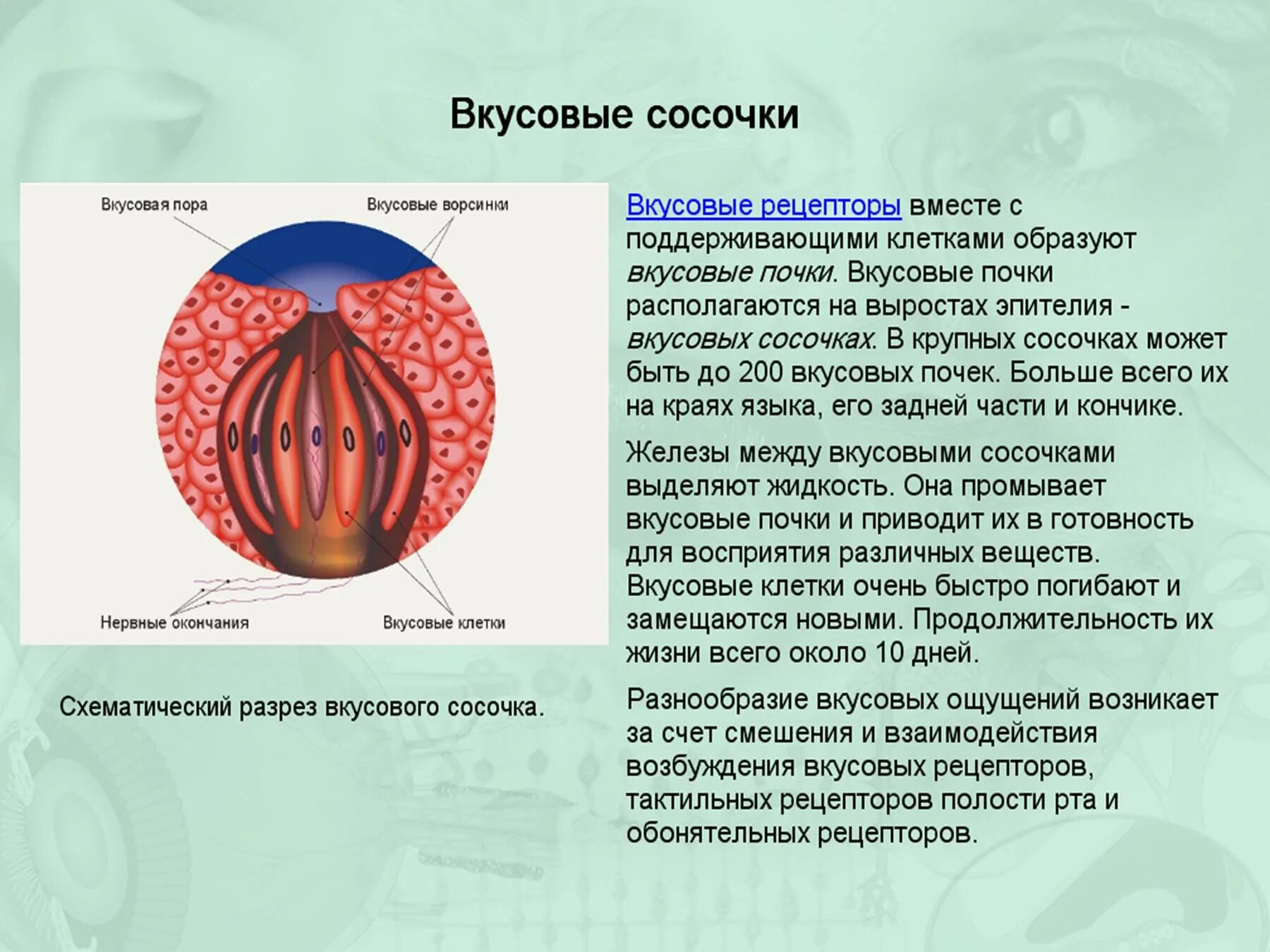 Рецепторы вкусовых ощущений. Связь вкусовых и обонятельных ощущений. кожно-мышечная чувствительность обоняние вкус. кожно-мышечная чувствительность обонятельный и вкусовой анализаторы. кожно-мышечная чувствительность.