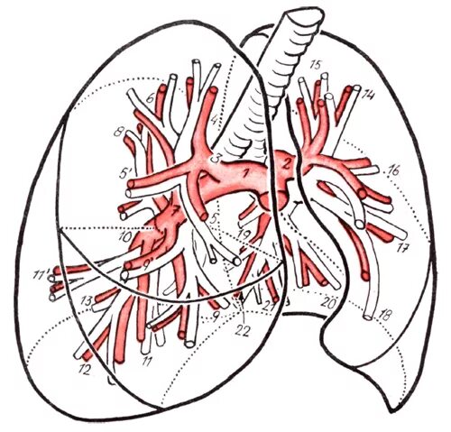 Легкие артерии и вены. Сегментарные легочные артерии. Сегментарные артерии легких. Сегментарные артерии легких кт. Легочная артерия в легких.