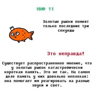 У кого самая короткая память в мире