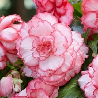Бегония rose