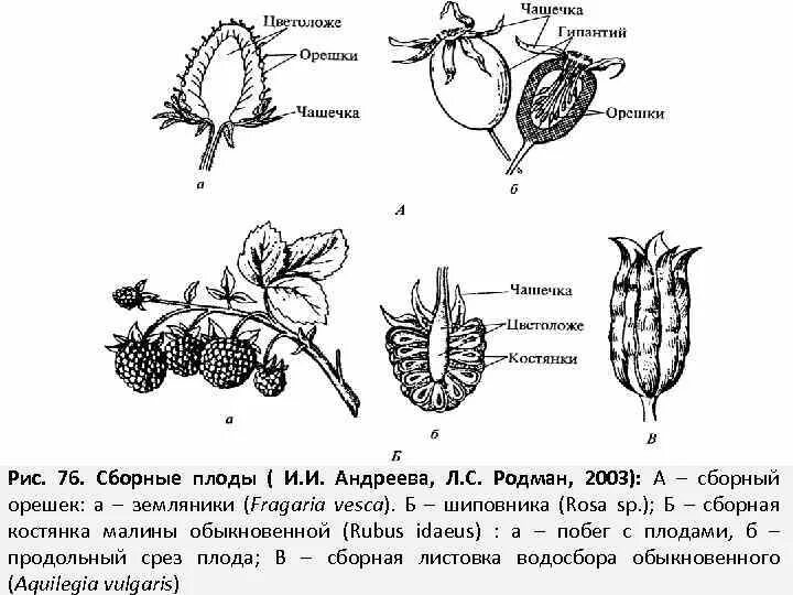 Форма чашечки у земляники. Строение плода малины. Морфологическое строение плода малины. Плод малины в разрезе. Строение ягоды малины.