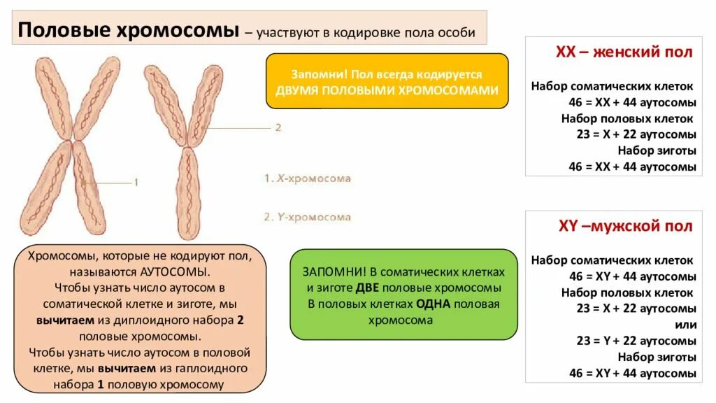 Сколько хромосом содержит клетка эндосперма. Хромосомный набор диплоидных и гаплоидных. Тетраплоидный набор хромосом. Диплоидный набор это в биологии. Псевдоаутосомные участки хромосом.