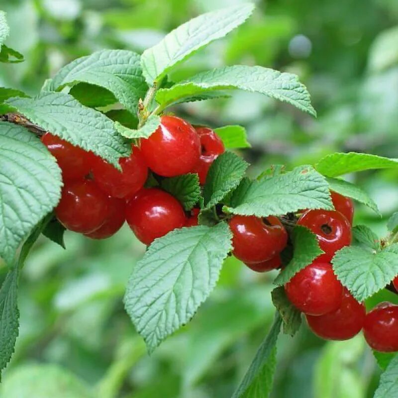Вишня войлочная Дивная (0,5 г)