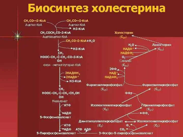 Номер биосинтеза. Схема синтеза холестерина в организме человека. Синтез холестерина схема. Схема синтеза холестерола биохимия. Формула синтеза холестерола.