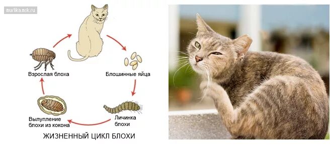 Бюджетное учреждение Чувашской Республики "Чебоксарская городская станция по бор