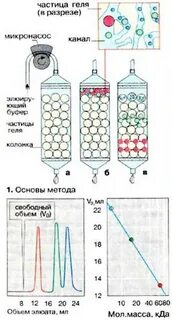 Гель фильтрация