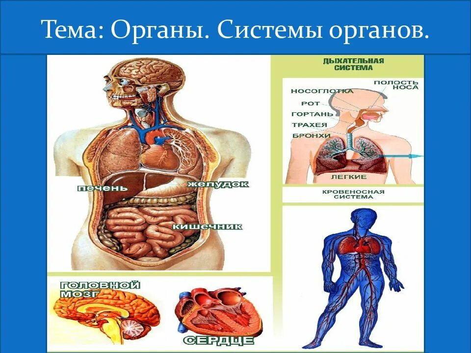 Система органов урок. Системы органов. ткани органы и системы органов.