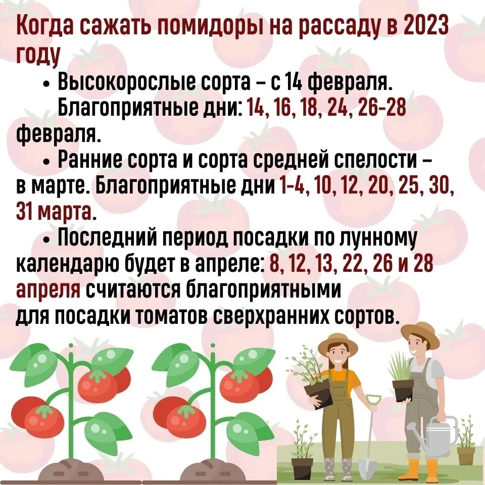 Посев помидор в марте 2025 г