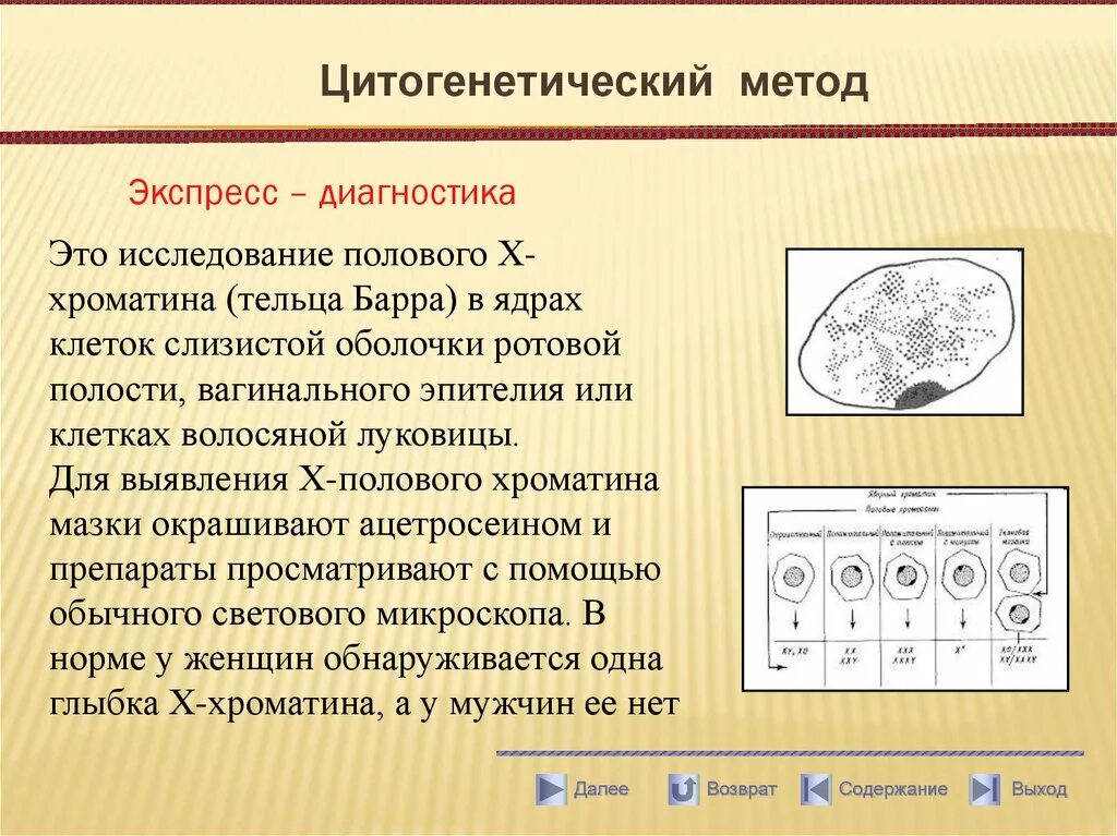 Методы экспресс-диагностики пола. Экспресс метод определения полового хроматина. Цитогенетический метод экспресс диагностики пола. Цитогенетический цитогенетический метод.