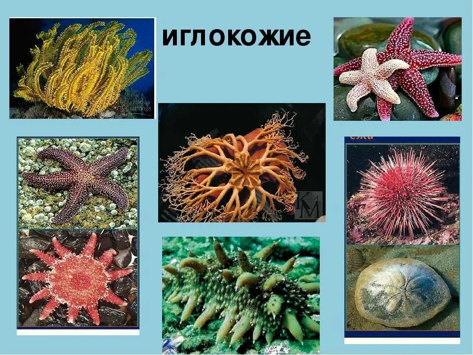 Царство иглокожие. Царство животных, иглокожие. Иглокожие вторичноротые животные. Животные которые относятся к типу иглокожие. Царство животных, иглокожие.