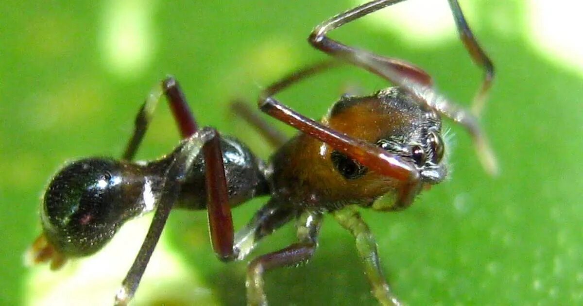 Муравьиный паук скакун. Паук Myrmarachne. Паук синемозина муравьевидная. Myrmarachne japonica.