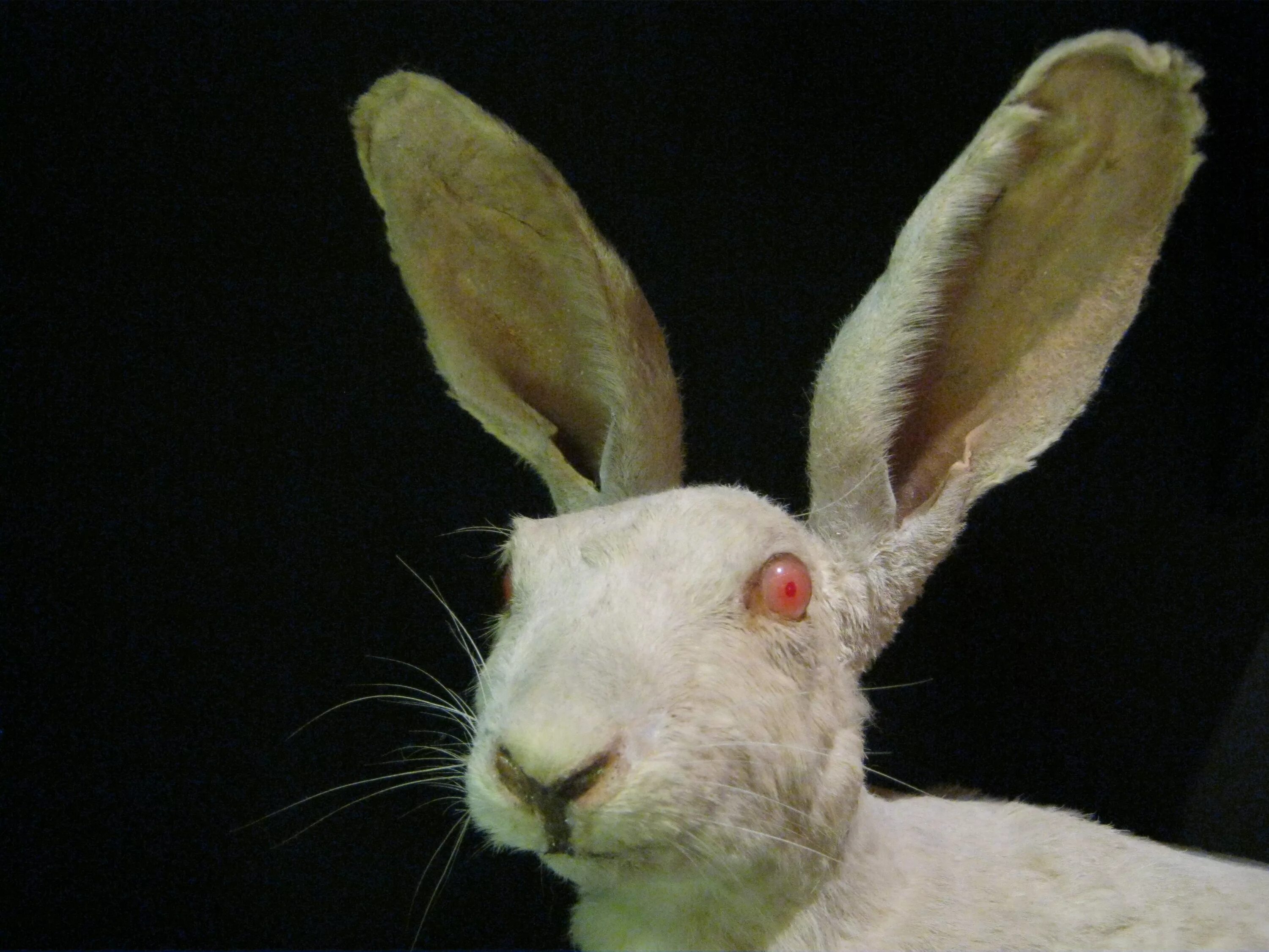 Кролик альбинос с красными глазами. Кролики породы альбинос. Белый кролик альбинос. Крольчонок альбинос.