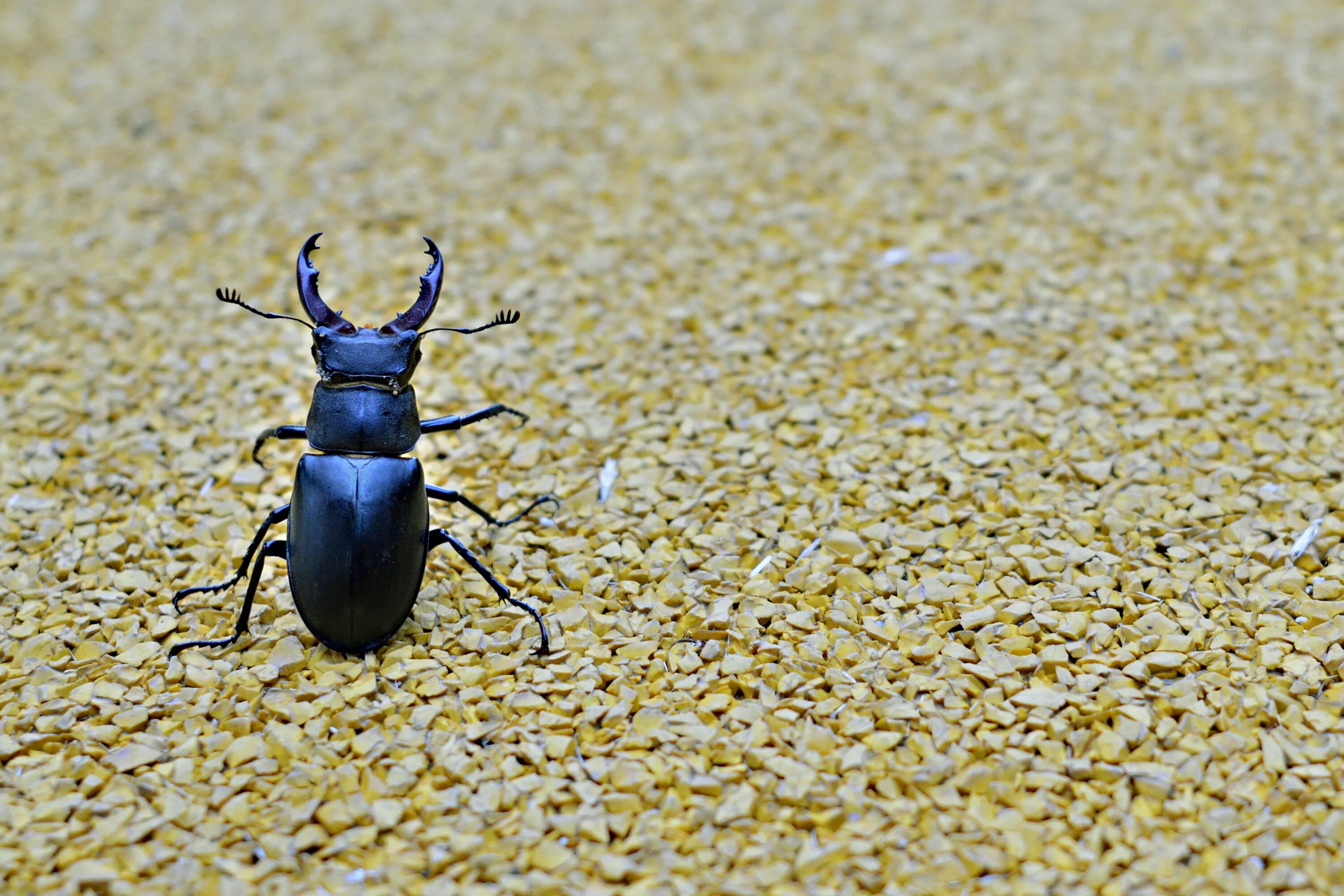 Rhinoscapha dohrni A colorful weevil (21mm, Rhinoscapha do. Flickr