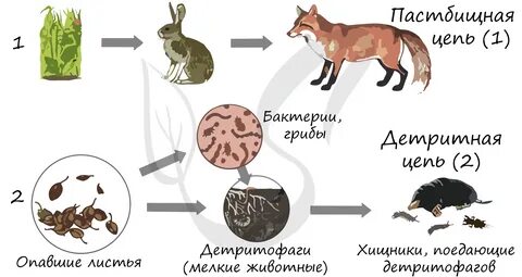 Опавшая листва цепь питания