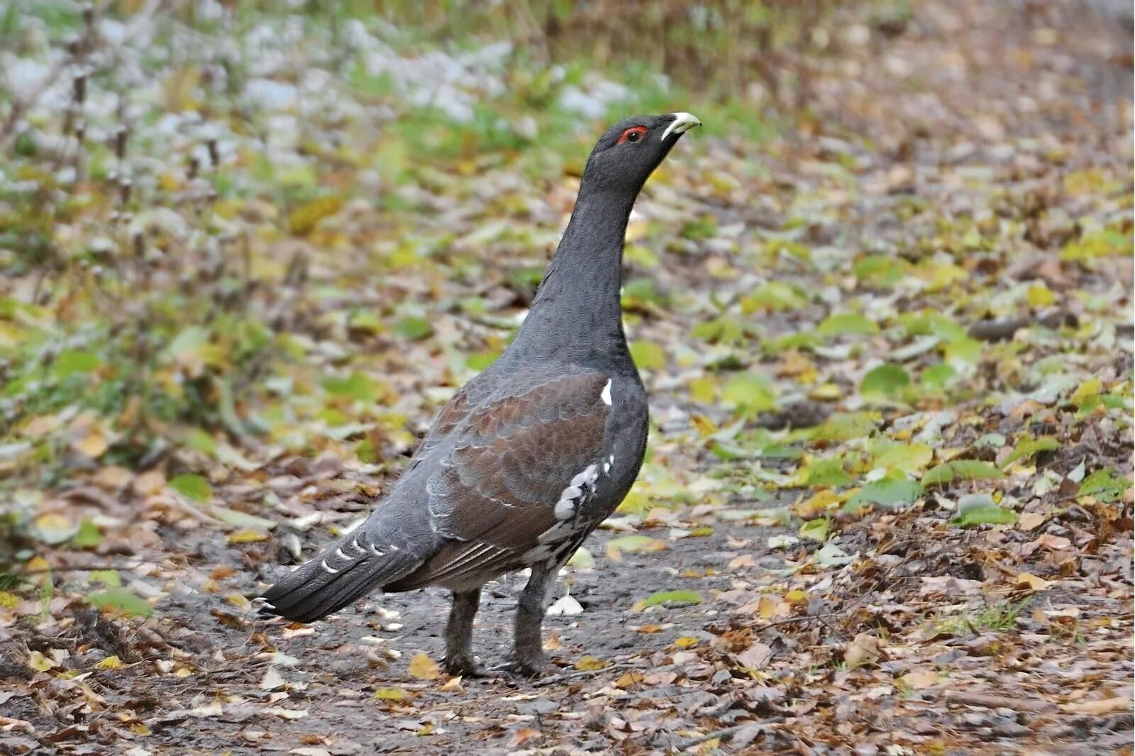 Глухарь (Tetrao urogallus). Чернобрюхий Глухарь. Белобрюхий Глухарь. Обыкновенный Глухарь (Tetrao urogallus).